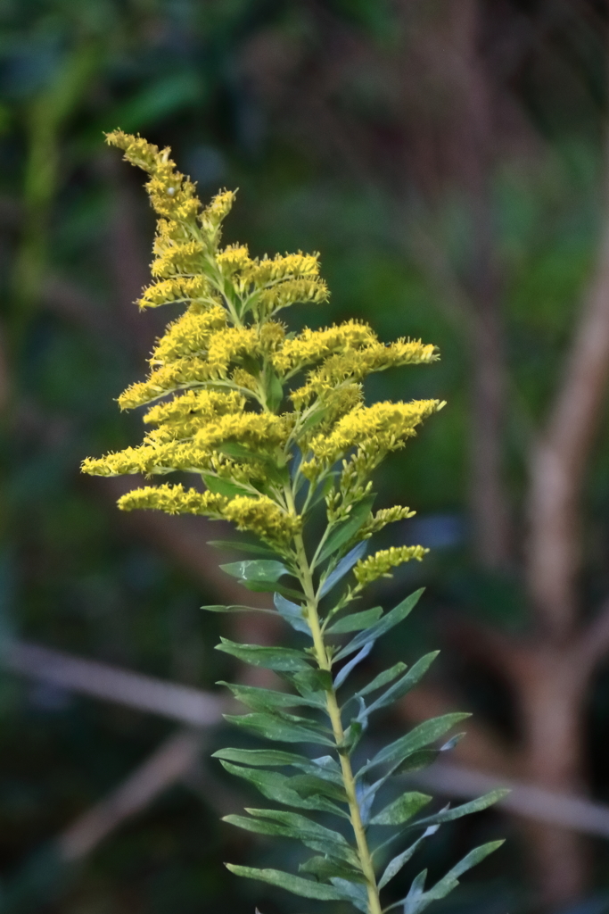 花散歩セイタカアワダチソウ