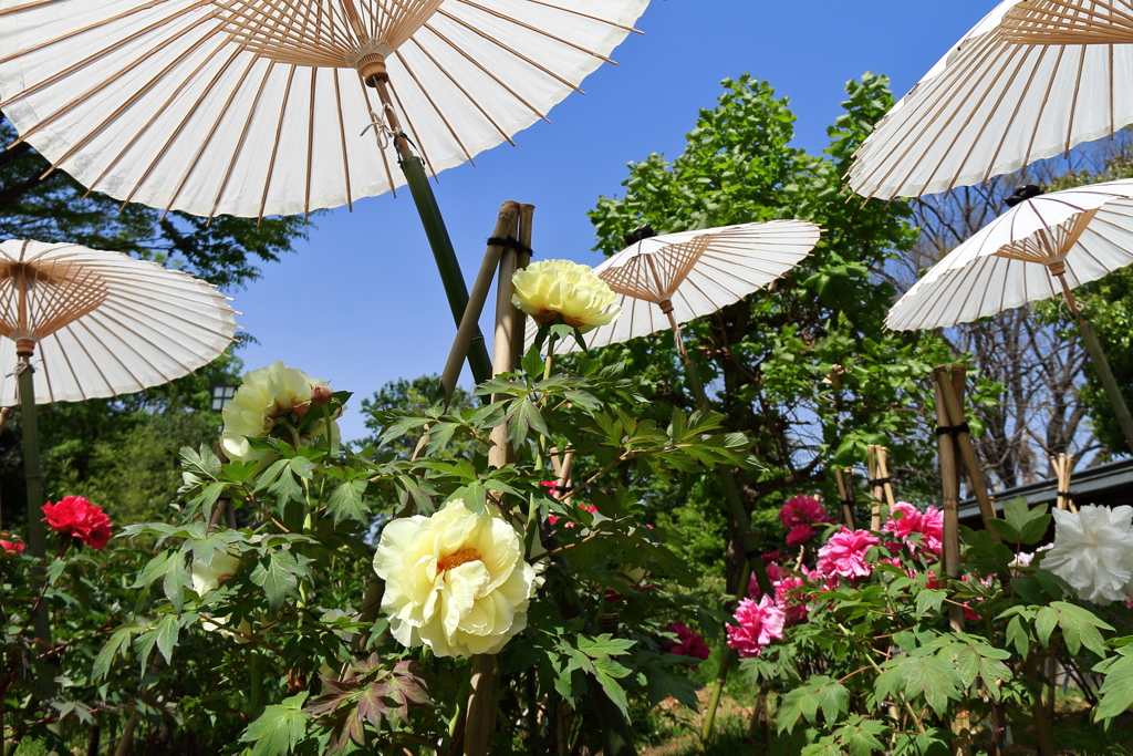 傘下の牡丹