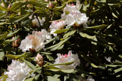 植物園から「しゃくなげ」６