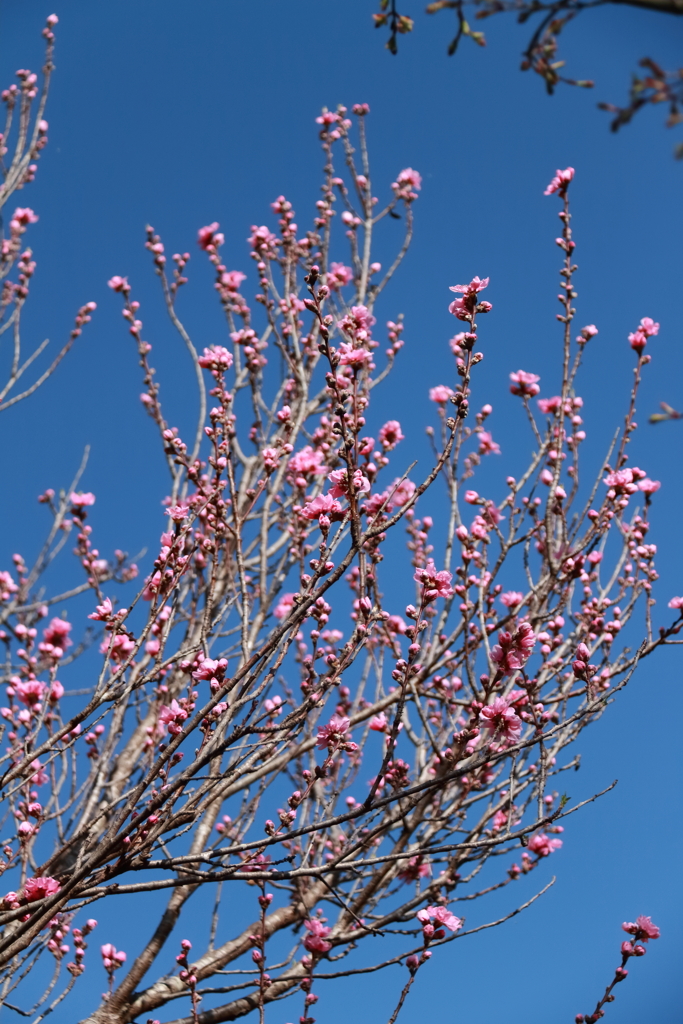 花散歩花桃赤１