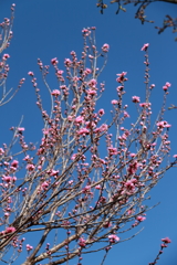 花散歩花桃赤１