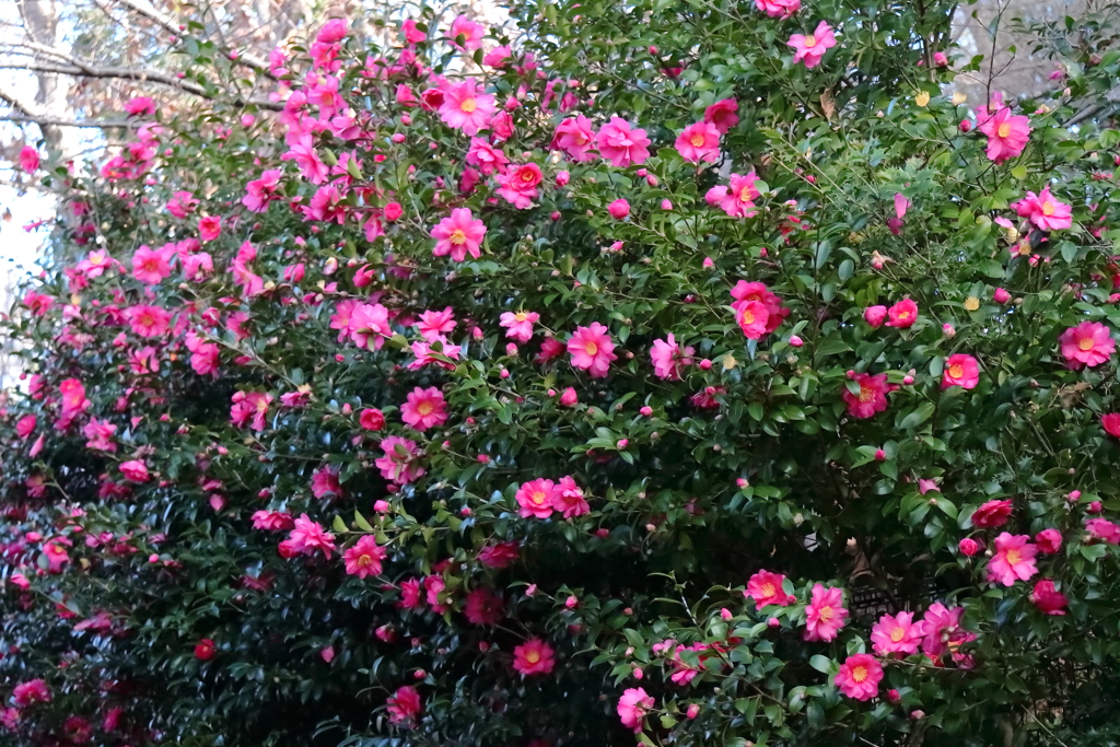 花散歩さざんか満開