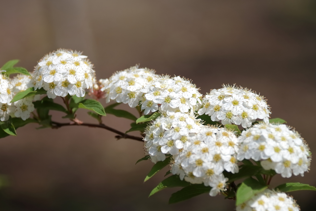 公園花壇コデマリ２