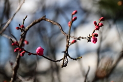 花散歩初春紅梅５