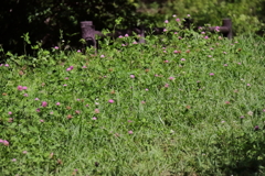 花散歩やはりアカツメクサ