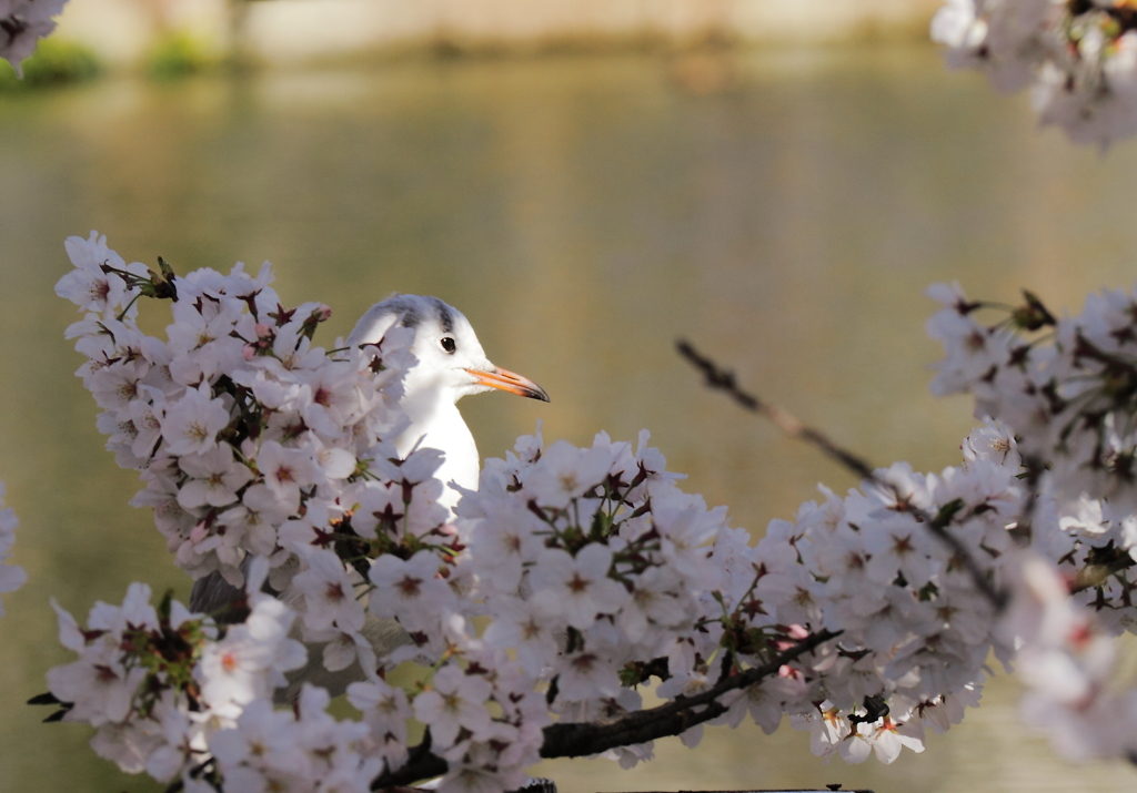 花ゆりかご