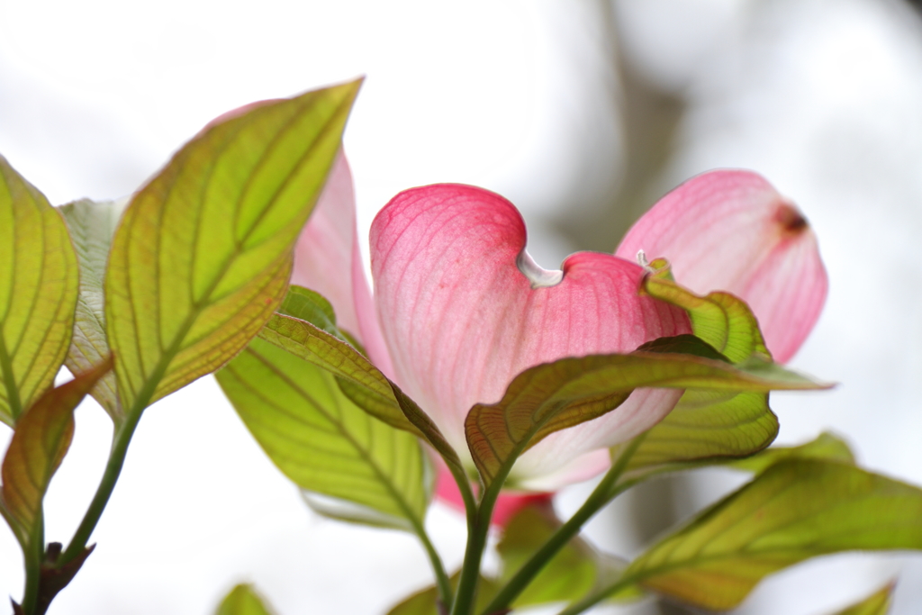 ハナミズキを撮る3