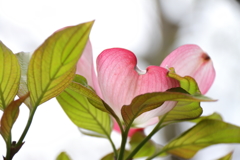 ハナミズキを撮る3