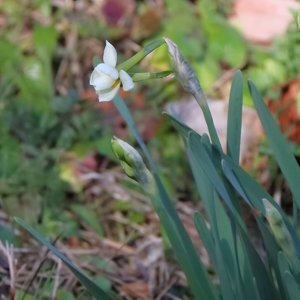 花散歩早春の顔1