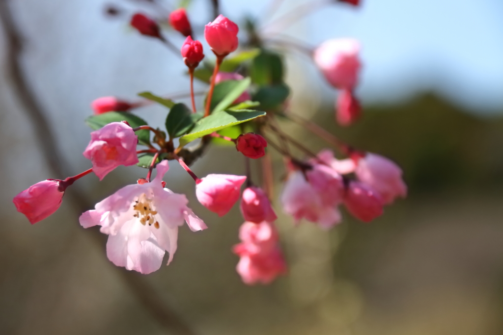 花散歩花海棠３