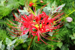 花散歩彼岸花赤２