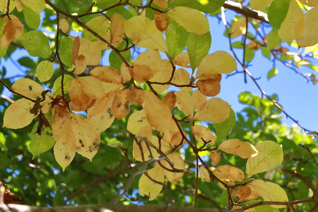秋モザイク始まる