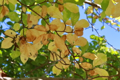 秋モザイク始まる