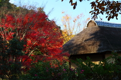 里山晩秋2