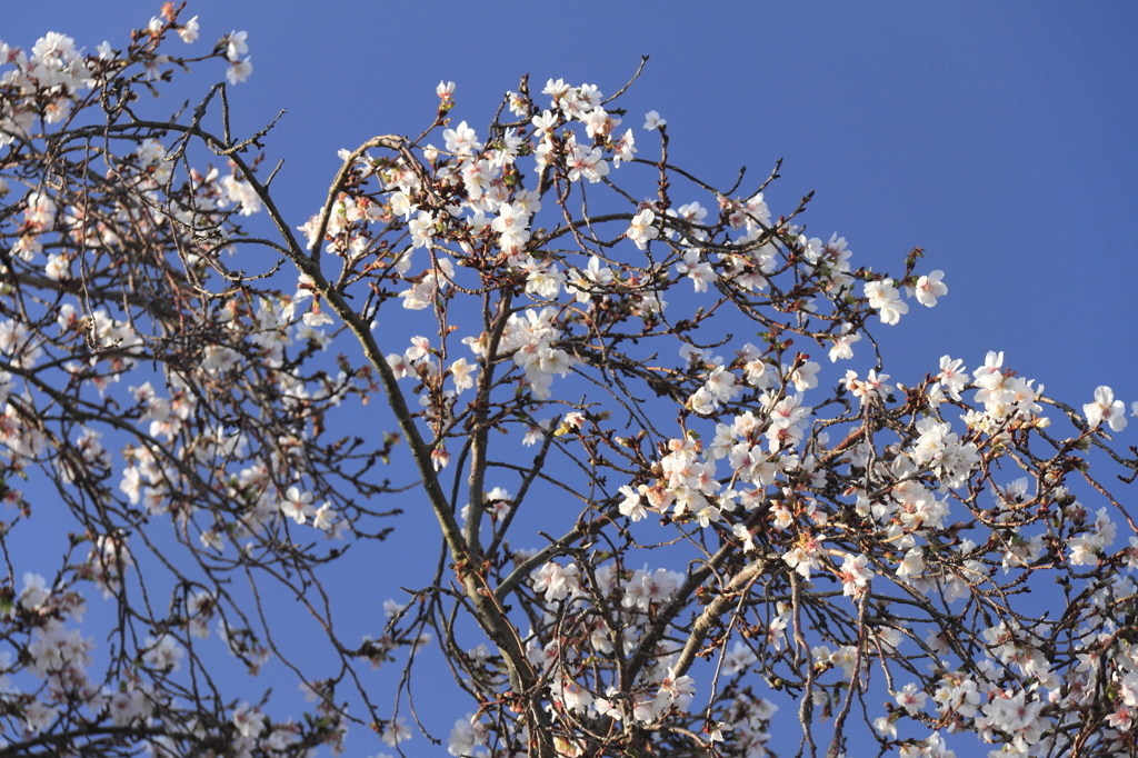 十月桜の咲く頃