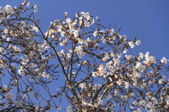 十月桜の咲く頃