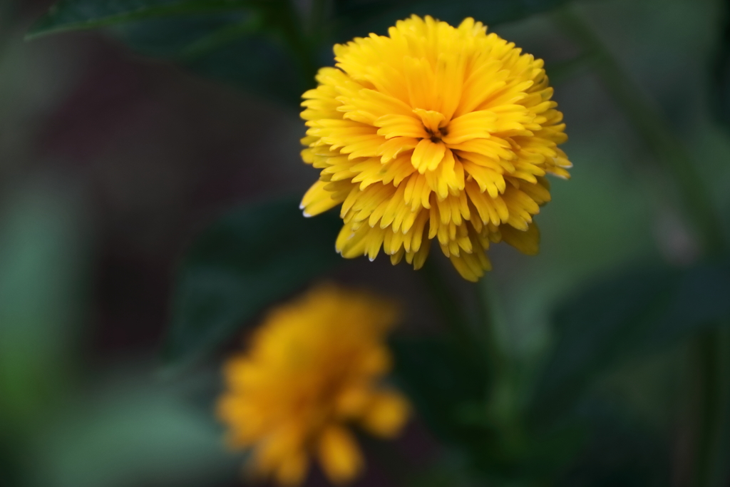 里山花散歩ヒメヒマワリ２