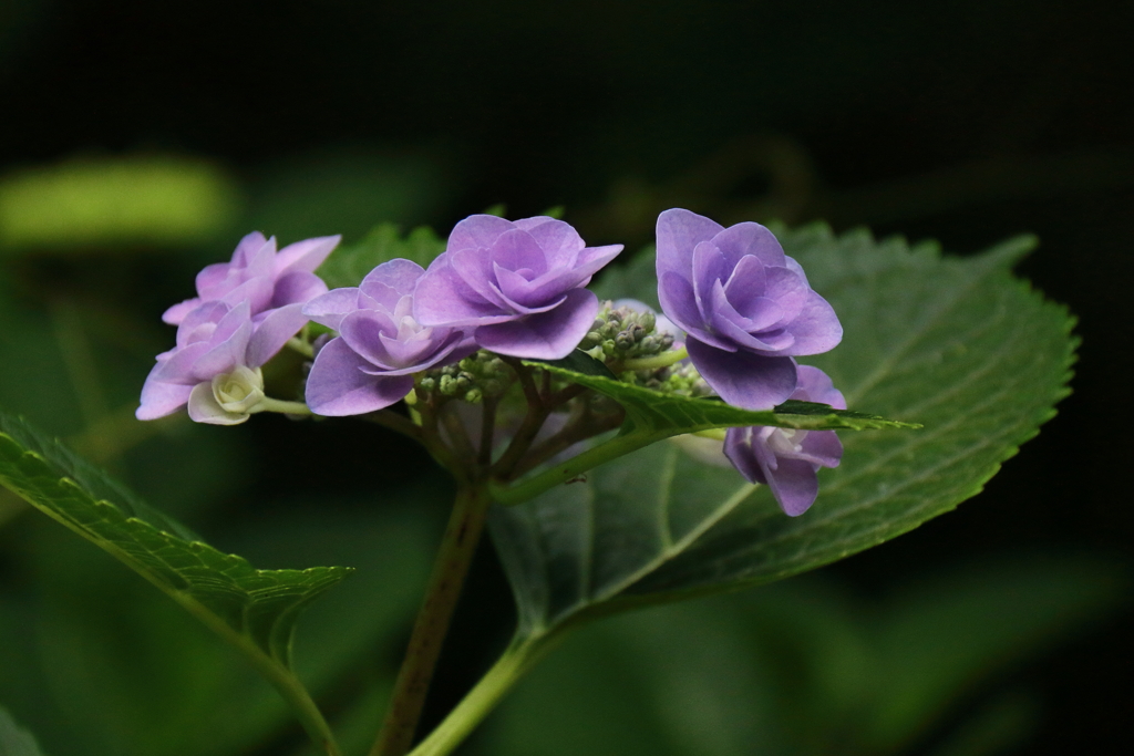 花散歩あじさい６