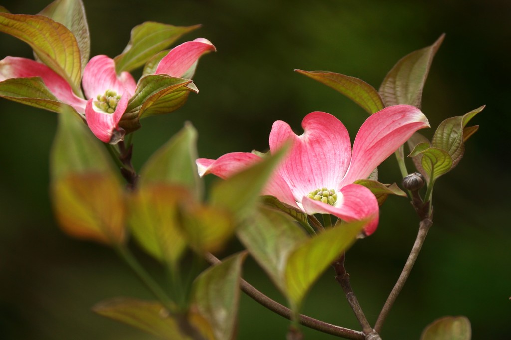 ハナミズキを撮る4