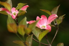 ハナミズキを撮る4