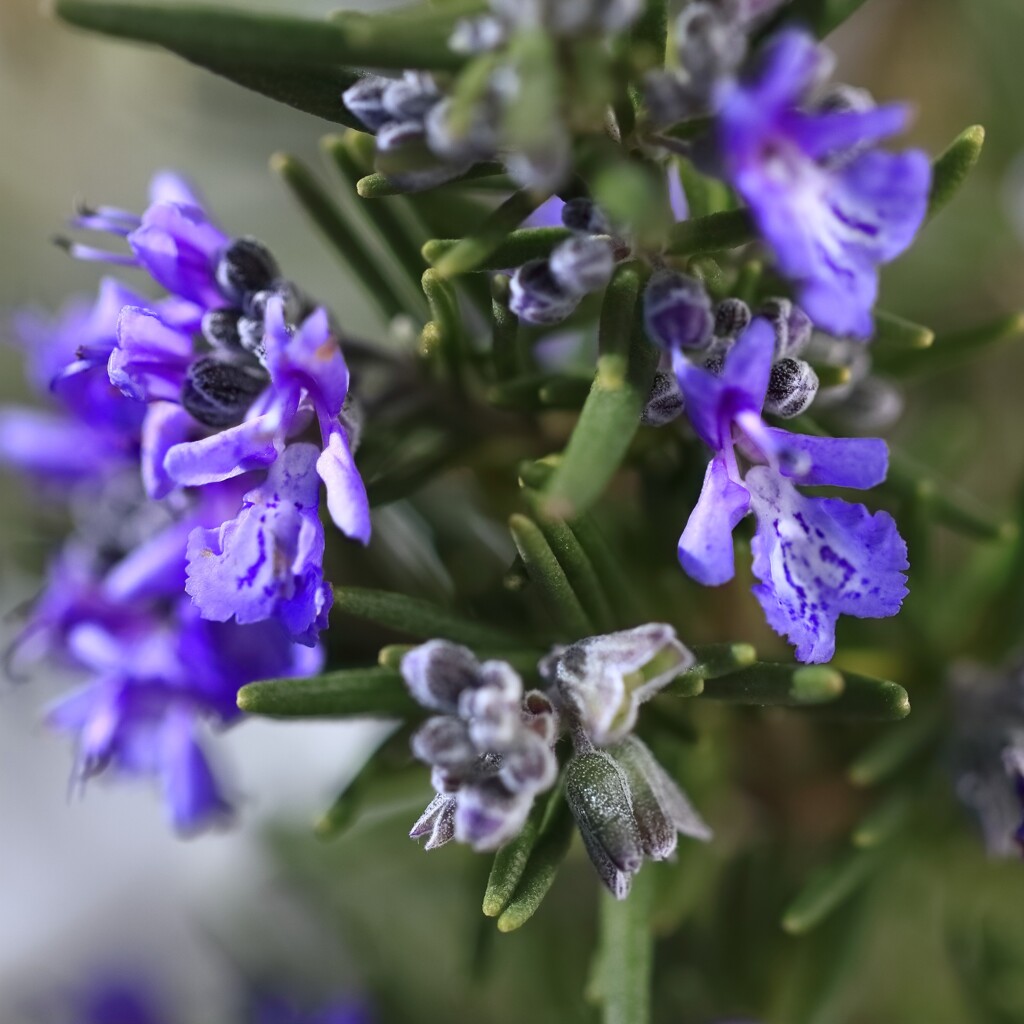 花散歩ローズマリー