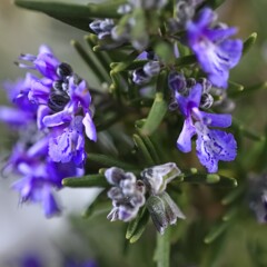 花散歩ローズマリー