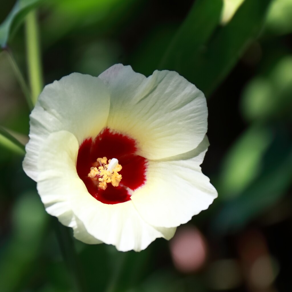 花散歩綿花１