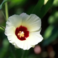 花散歩綿花１