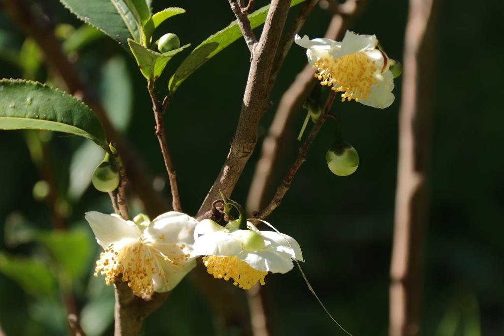 お茶の花咲く頃１