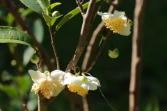 お茶の花咲く頃１
