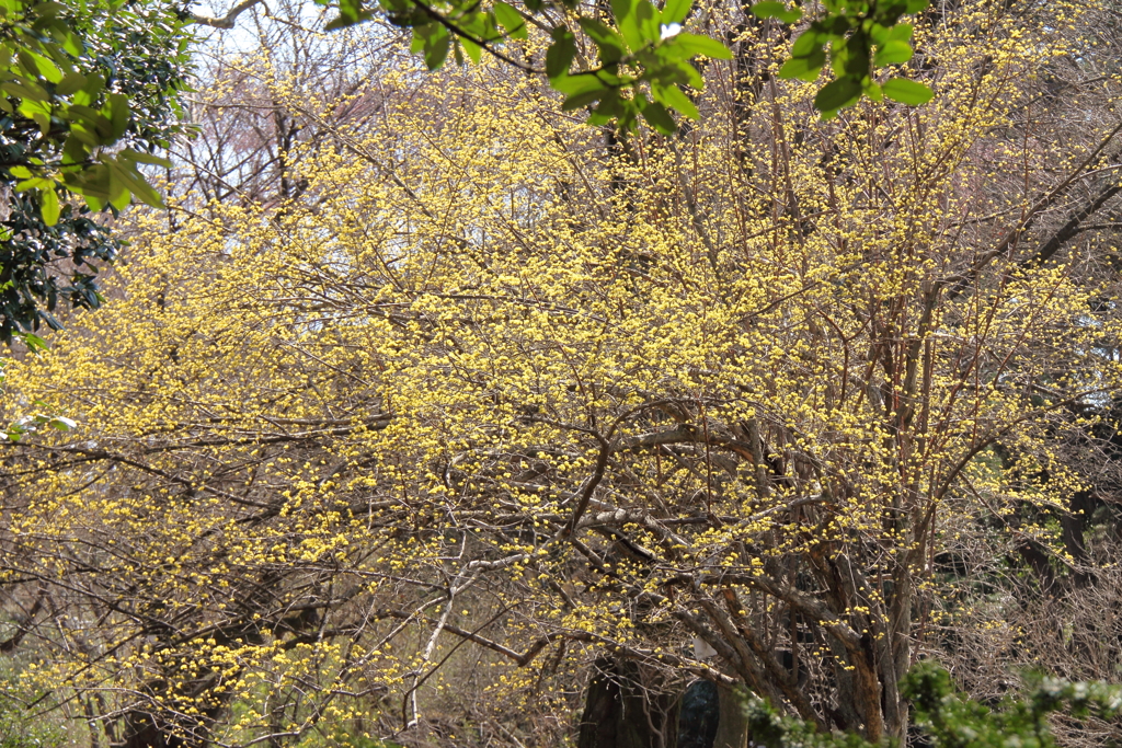 春、植物園9
