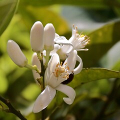 みかんの花咲く頃１