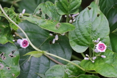 花散歩残念な名前の