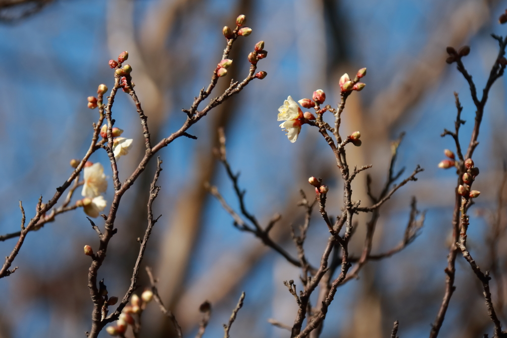 花散歩初春白梅１