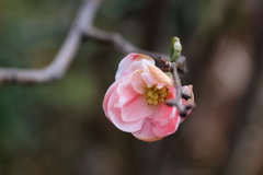 木瓜咲き始め２