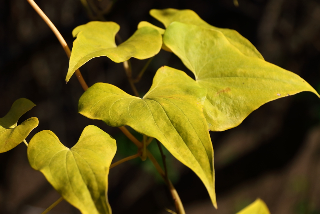 黄金のハート１