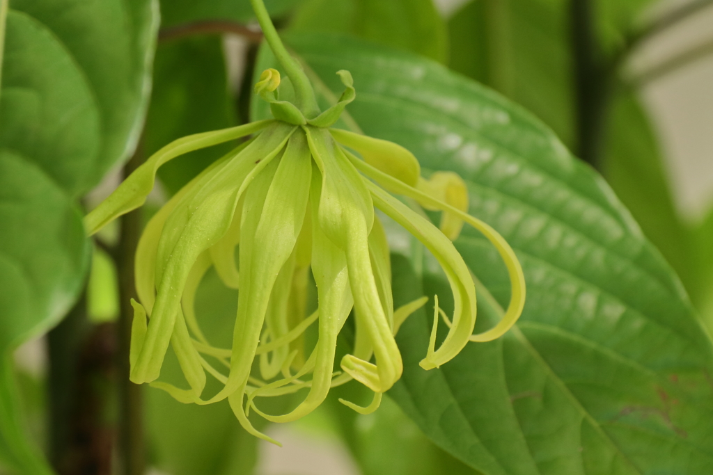 植物園の花　イランイラン