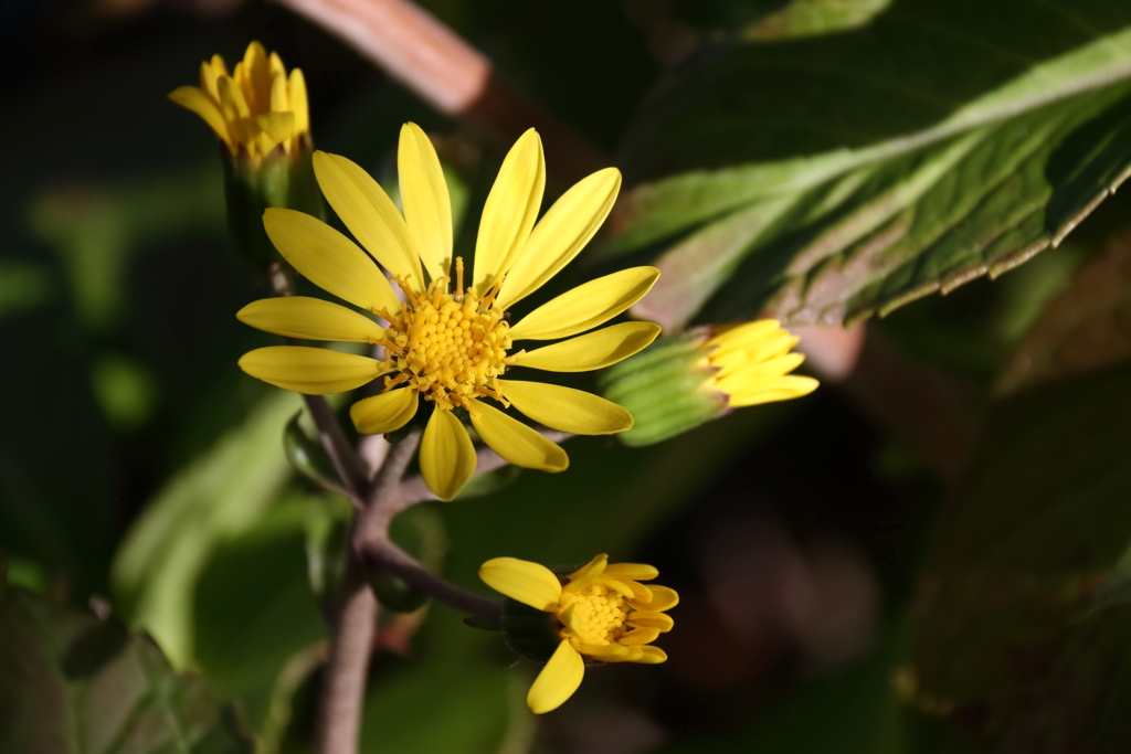 花散歩ツワブキ２