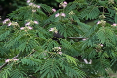 里山散歩合歓木３