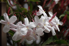 香り立つジャスミン