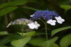 花散歩アジサイ2