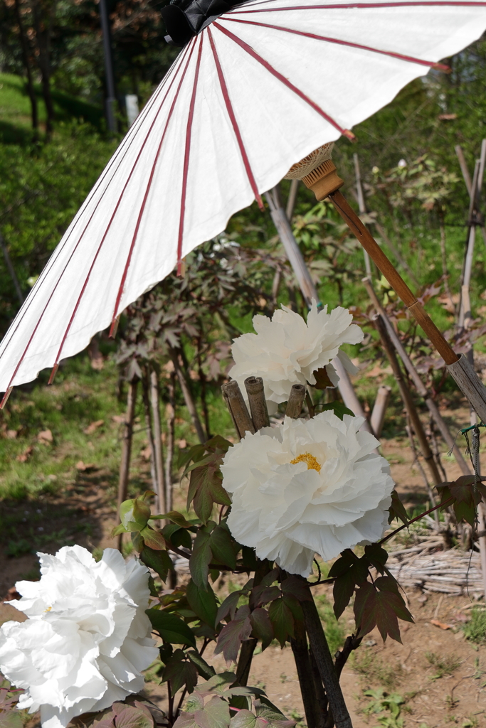 牡丹咲き始め６