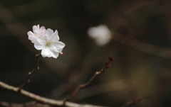 十月桜咲く