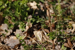 土筆目覚める２