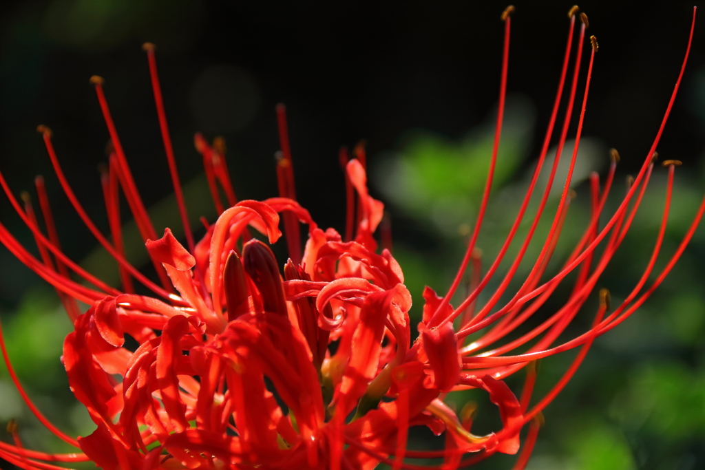 花散歩彼岸花赤４
