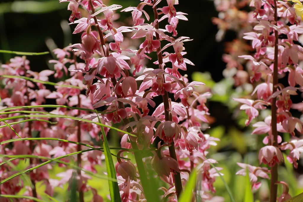 春陽のエビネ２