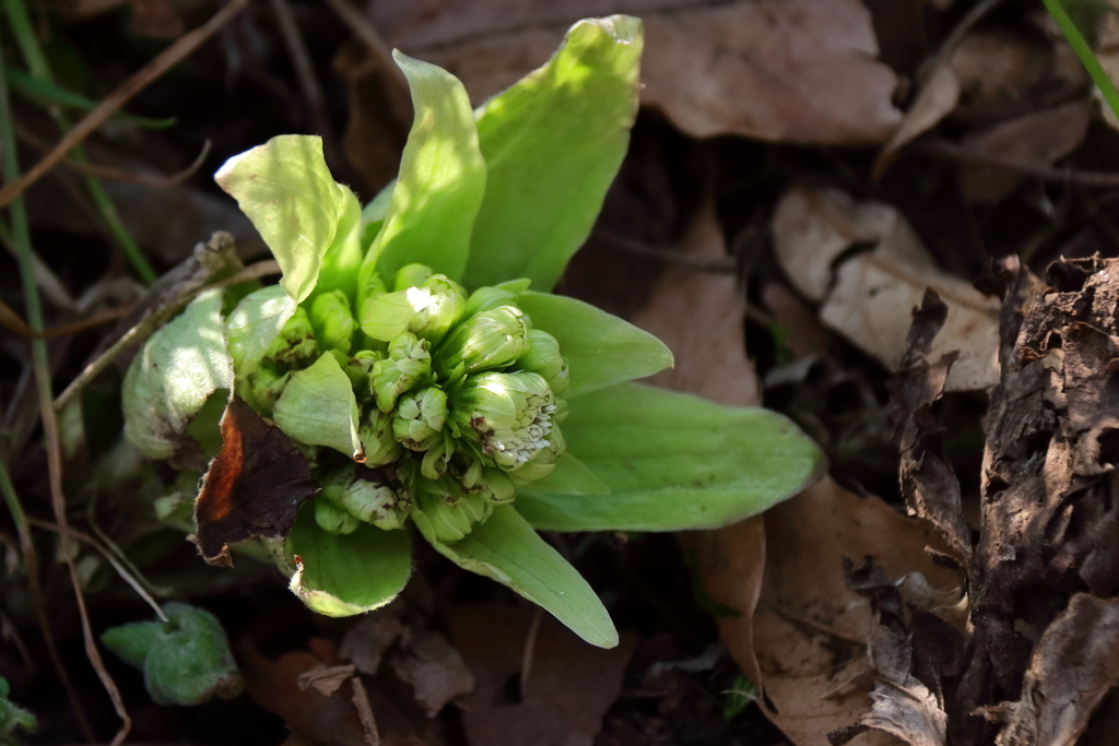 開花し始めたフキノトウ１