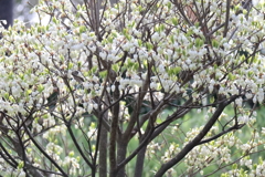 花散歩ドウダンツツジ１