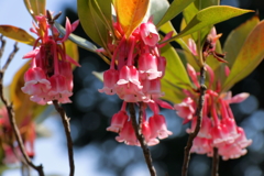 春、植物園8ホンコンドウダン