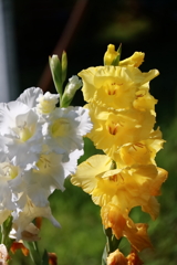 花散歩グラジオラス２